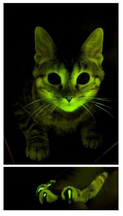 Glow in the dark cats could help find cure for HIV