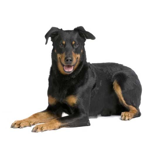 Dogs, 2-year-olds similar when it comes to understanding unfamiliar gestures