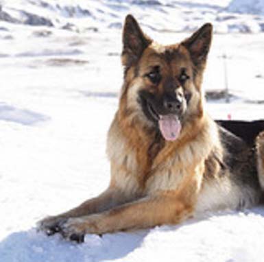 indian alsatian