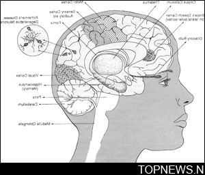 Agents that speed up destruction of proteins linked to Alzheimer''s identified