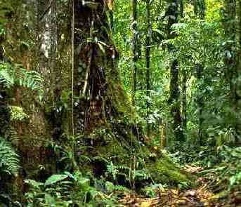 Amazon rainforest hit hard by megadrought