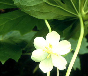 American mayapple found to produce anti-cancer compound