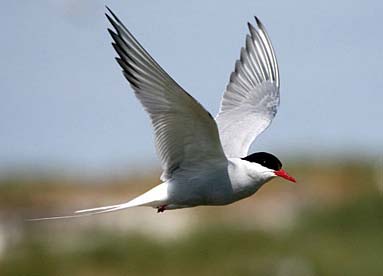 An-arctic-tern