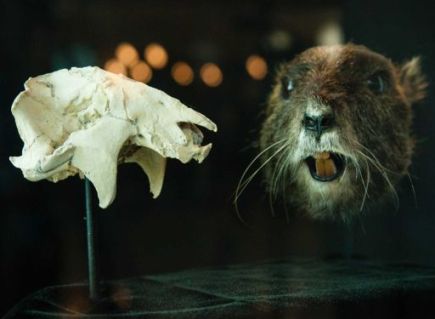 Ancient fossil from Madagascar