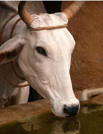 Animal Welfare Fortnight begins today