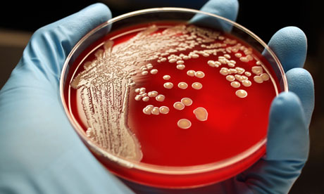 Antibiotic resistance spreads among bacteria