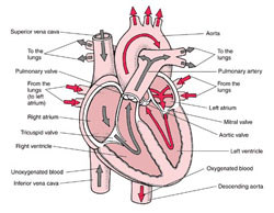 Key protein behind pulmonary arterial hypertension identified