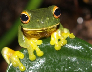 Some Aussie frogs raise pitch of love songs to counter traffic noise