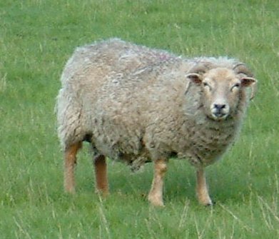 Sick Australian sheep being unloaded in Pakistan