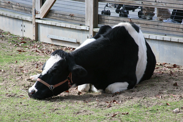 FSA says BSE testing is no longer needed