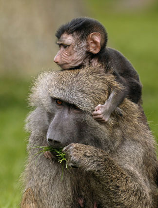 Baboon mums ''exploit'' chaperones