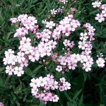 Baby’s Breath Flowers Symbol Purity of heart