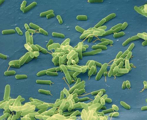 How bacteria resist attack