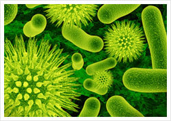 Bacteria vital for healthy skin