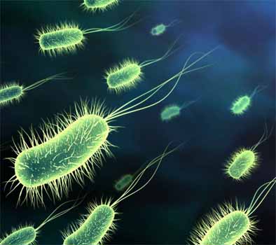 Bacteria plays an important role in a plant's immunity