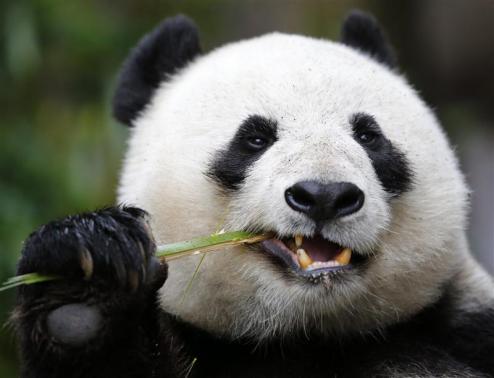 Bamboo-munching giant panda has an inclination to sweets