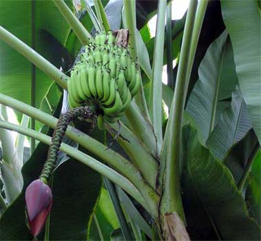 Bananas Plants