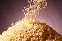 Iranian ban on Punjab Basmati rice perturbs farmers