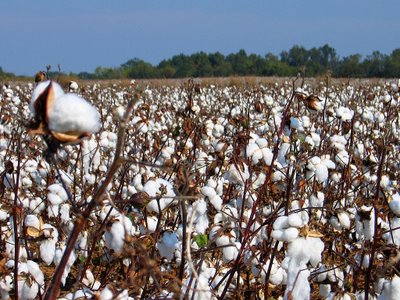 Better agronomic exercise gear India's Bt cotton upheaval