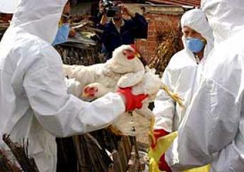 Bird flu back in Japan after 2011