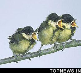 Offspring of promiscuous tit birds gets a head start to remain stronger