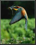 Birds' amazing flight patterns due to 'edge' detection  