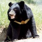 Bear mums not to blame for cubs’ habit of stealing human food