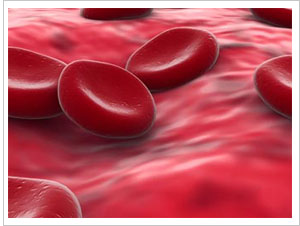 Red blood cells infected with malaria become stiffer