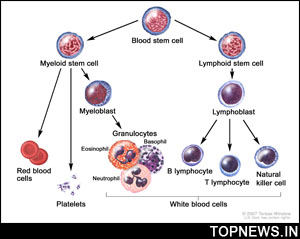 ‘Molecular key’ to successful blood stem cell transplants identified