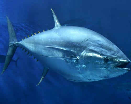 Bluefin tuna sold for $1.7m in Japan