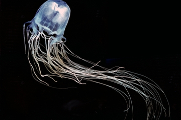 Venom is increased by vinegar cure in box jellyfish stings