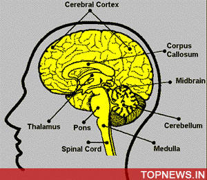 Study: Some parts of brain help in choosing words for speech 