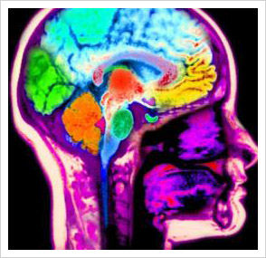 Even blind people’s brains separate living and non-living objects for processing