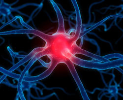 Statins can have both beneficial and detrimental effects on brain cells