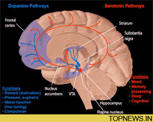 Boffins identify brain region that predicts people''s choices