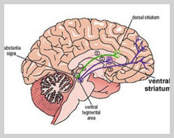 Brain region responsible for our sense of personal space identified