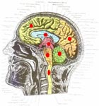 Brain Circuits