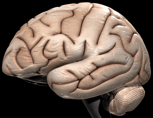 Language delays can be predicted by early gesturing in brain-injured kids