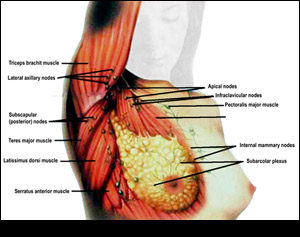 Breast cancer patients'' emotional health affects their exercise patterns