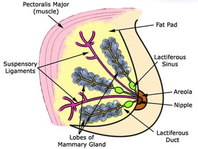 Scientists identify protein that helps breast cancer spread