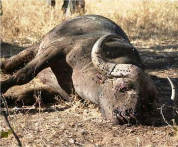 Wild buffalo kills elderly man
