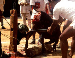 25,000 buffaloes sacrificed in Nepal