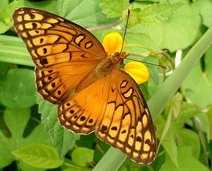 Butterfly inspired tool to probe fluids inside cells