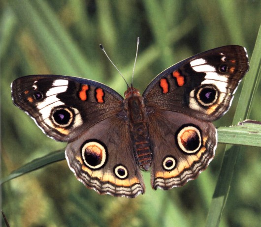 Butterfly-eyespots