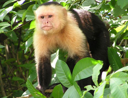 Monkeys seem to raise false alarms to steal food