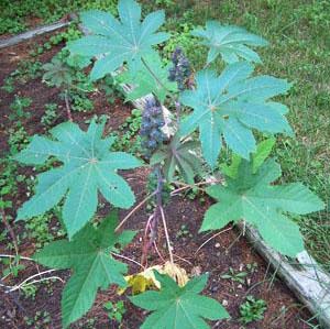 moleccular markers castor bean