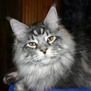 World’s longest cat Stewie dies 