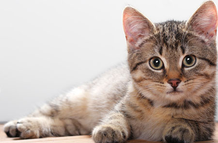 Cats have 'superpowerful' psychedelic vision