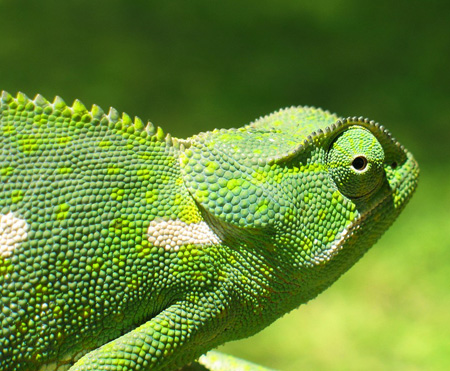 Chameleons change color to communicate and intimidate rivals