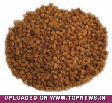 Chana